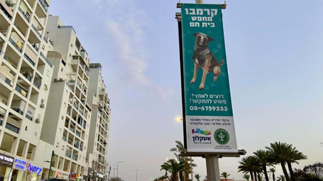 Реклама собачьего питомника в Ашкелоне