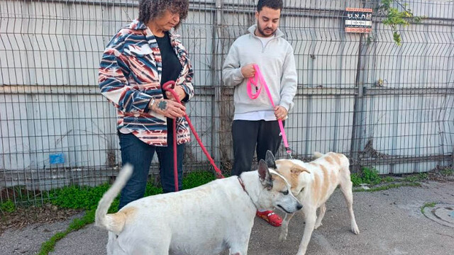 Стартует стипендиальная программа «Друг моей собаки»